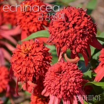 에키네시아 숙근 금강원예, 5.핫파파야