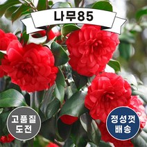 (나무85) 동백나무 3종 시리즈, 4. 서향동백(향기동백) 7치 화분