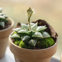 하월시아 옵투사 19종, 8 다크그린