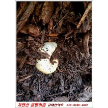 자연산 굼뱅이즙(특품)/010-9248-4832