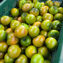 농장직송 국내산 짭짤한 찰 토마토 실속형 로얄과 1박스 2.5kg, 짭짤한 토마토 3kg