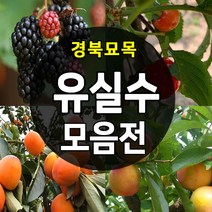 [경북농원] 유실수 나무묘목 종합모음전, 16.슈퍼단석류 2년생 상묘, 1개