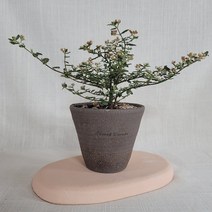 초록담다 국내도예작가 소량제작 국산수제화분 담다1