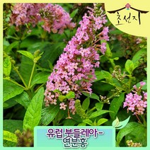 [초선지] 유럽왜성 붓들레아 Buddleja Davidii 포트묘, 연분홍, 1개