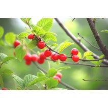 [농업의 신]앵두나무 묘목 접목1년생 특묘, 상묘