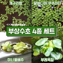 둥둥 수조 위 뜨는 부상 수초 키우기 4종 세트(SET13), 1세트