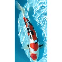 세로형 우드 직소퍼즐 기운이 넘치고 복을 부르는 잉어도 연꽃 그림 스트레스 해소 집순이 취미 성인용 감압 장난감, d, 1000조각