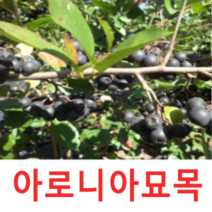 (성실G)블렉초크베리(아로니아)묘목(삽목3년) 4그루
