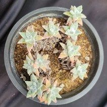 [메카다육]15-1116 화이트그리니(두들레야) 화분포함 다육식물 선인장 다육금 다육철화 두들레야 아프리카식물 코노피튬 하월시아 수입다육이 국민이