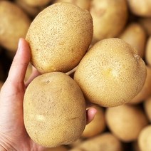 2022년 수확 국내산 감자 햇감자 수미감자 타박감자 강원도감자 3kg 5kg 10kg, 왕특사이즈(요리용), 20kg