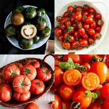 [요리하는남자들] 맛있는 달콤한 스윗 달짝이 단 대추 방울토마토 찰토마토 스테비아 토마토 흑토마토 쿠마토 부산 대저 토마토 완숙토마토 칵테일 컬러 토마토 유기농 오색방울토마토, 대추 방울토마토 2kg (1-2번)