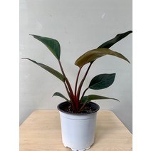 4900 레드콩고 중품 25~40cm