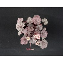 휴케라 상하이 (15cm) [노지월동/ 다년생/ 야생화/ 예쁜식물/ 반려식물/ 테라스정원/ 지피식물], 1개