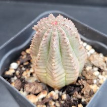 꽃다리 귀갑오베사 17 다육식물 선인장 아이만배송