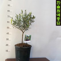 올리브나무 씨프레시노 소형 대형 토피어리형 부시형 플랜테리어 실내화분, 2. 씨프레시노 스탠다드대형 H0.7m, 1개