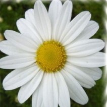 꽃씨앗 구절초 (1000립) -다년초 종자씨앗 야생화 씨앗모음