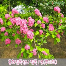 착한가격나무생각 홍화접목산사 접목1년 뿌리묘