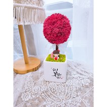 더별꽃 모스 토피어리 화분 집들이 개업용 선물 캘리그라피화분 DIY패키지, 씨클라멘(핫핑크)