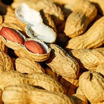 내고향푸드 국내산 고창 땅콩 생땅콩 볶음땅콩 300g, 볶음알땅콩300g, 1개