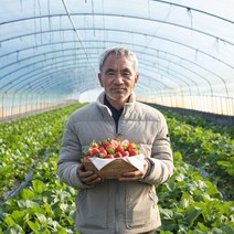 13월의농장 고당도 프리미엄 생딸기 산지직송 당일배송 GAP인증 900g 1.8kg, 900g(실속) x 1박스