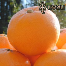 귤나무 결실주 유실수 나무언니, 황금향 7치화분 결실주
