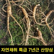 ★쭈니파파몰★ 고씨네 산양삼7년근6뿌리 산양삼 산양산삼 자연삼 삼, 본상품, 쿠팡 본상품선택
