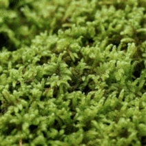 [우야플랜트샵] 천연 자연이끼 생이끼 재배이끼 이끼키우기 화분멀칭, 10팩