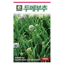 로켓샐러드 루꼴라 12g 로케트 루콜라 아르굴라 루꼴라씨앗 루꼴라씨 야채씨 야채씨앗 채소씨 채소씨앗, 11_다농_두메 부추(100립)