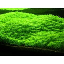 수초하우스) 토니나 SP, 18뿌리(싸게더많이)