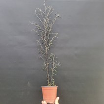 플랜테리어 야생화 마오리 코로키아 고로키아실버 중품 255099, 1개