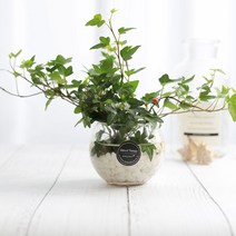 그린테라피 수경재배식물 유리병 실내공기정화식물 수중식물키우기 DIYSET, 아이비+어항