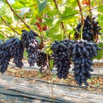 국산 김천 고당도 블랙 사파이어 포도 2kg 당일수확, 특품(선물용) 2kg (2-4수)
