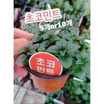 초코민트-5개or10개/허브는 잎이나 줄기가 식용과 약용으로 쓰이거나 향과 향미로 이용, 10개
