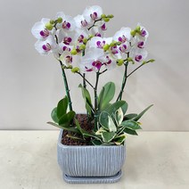 퀵 배송 농장직배송 부모님생신화분 승진축하선물 퇴임식축하문구 지점장승진화분 발령축하문구 회장취임전보 이전개업리본축하문구, 2.핑크