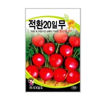 세계종묘 적환20일무씨앗 1000립