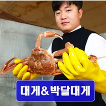[예님푸드] 제철수산물 구룡포 산지직송 대게 대 1마리(생물), 단품