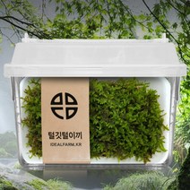 방울 토마토 모종 당뇨에좋은과일 토마토효능 도마토 방울토마토 심기 키우기 유기농토마토 그림봉투 4P