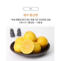 (사은품증정)제주귤 황금향 프리미엄 과일 선물세트, 1박스, 5KG_중과(선물용)