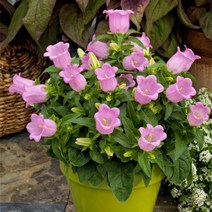 [어린모종]캄파눌라 : 8cm분, 어필 핑크(미니종)