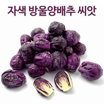 자색 방울양배추 씨앗 양배추 종자 배추 다다기 30알