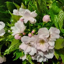 벚나무 직립 왕벚나무 묘목 - 신품종 벚꽃 아마노가와(은하수) 접목묘