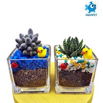 다육이 키우기 유리사각6x6 A형 테라리움 DIY키트 세트, 완성제품, 빨강