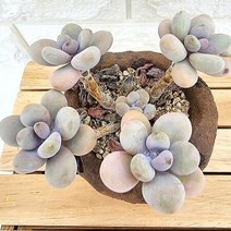 아메치스 4두 키우기 쉬운 다육 랜덤발송 분별도4-50, 단품