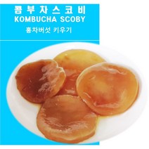 콤부차 스코비 KOMBUCHA SCOBY +추가원액 300ml, 스코비1개+콤부차300ml(기본)