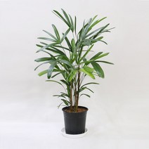 관음죽 거실 사무실 화분 개업 집들이 축하 선물, 라탄바구니_라지