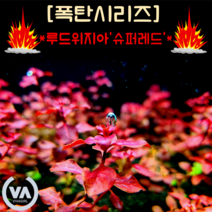 [수초폭탄] 기간한정 반값할인!!! 루드위지아 팔루스트리스 슈퍼레드 (35촉) / 붉은수초 쉬운수초