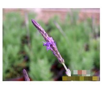 허브(Herb)/채소식물 피나타라벤더 모종 4개 (L0296)