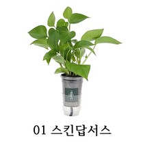 와이디무역 수경재배 실내공기정화식물 10종 물만 주시면 됩니다. 개업 축하 돌잔치 선물, 01_스킨답서스