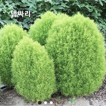 꽃씨앗 청 댑싸리 (100립) -일년초 종자씨앗 야생화 씨앗모음