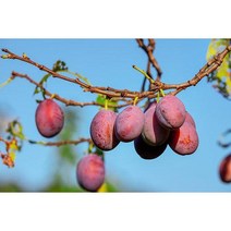 자두(대왕자두) R3cm 결실주(분)